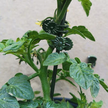 Load image into Gallery viewer, Plant Clips