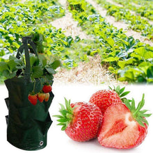 Load image into Gallery viewer, Strawberry Planting Grow Bag