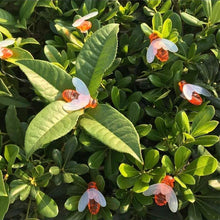 Load image into Gallery viewer, Solar-Powered LED Bee String Lights